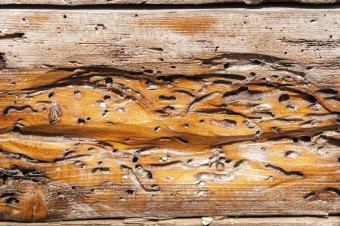 Example of Wood Worm Damage